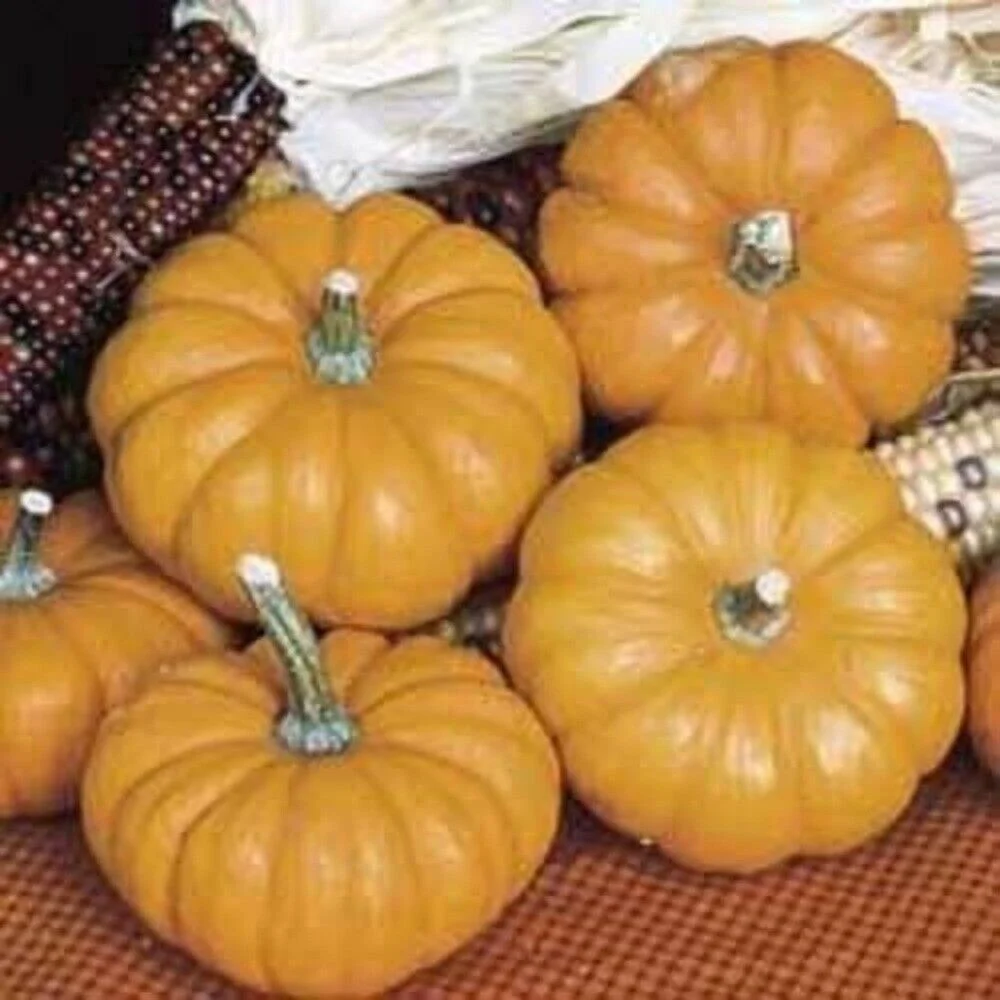 20 JACK Be LITTLE PUMPKIN Miniature Vegetable Cucurbita Pepo Seeds