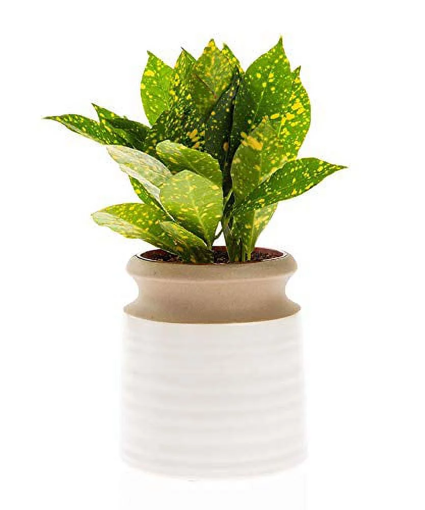 CBT Floral & Craft Nolan Ceramic Pot (CUD5504BG) (4