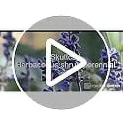 CHUXAY GARDEN 25 Seeds Vitex Agnus-castus 'Shoal Creek' Seeds,Chaste Tree,Monk's Pepper Tree,Chasteberry Hardy Deciduous Vase-Shaped Shrub Showy Accent Decorative Garden