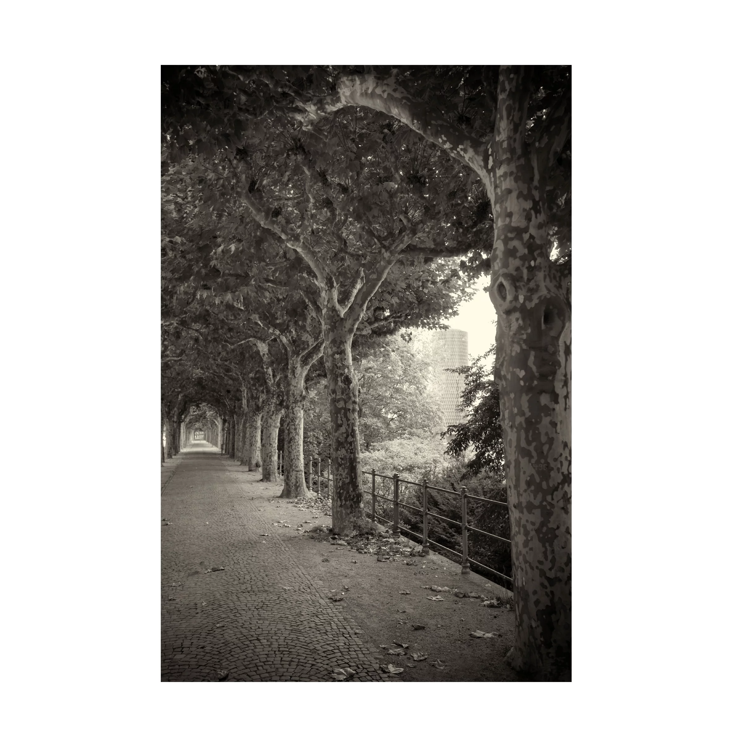 Geoffrey Ansel Agrons 'Sycamore 496 (Frankfurt)' Canvas Art