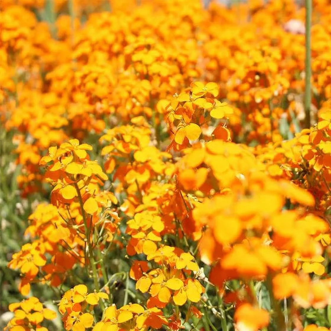 TomorrowSeeds - Siberian Wallflower Seeds - 500+ Count Packet - Erysimum Cheiri Cheiranthus Allionii Orange Flowers Spring Biennial Flower Seed NonGMO 2024 Season