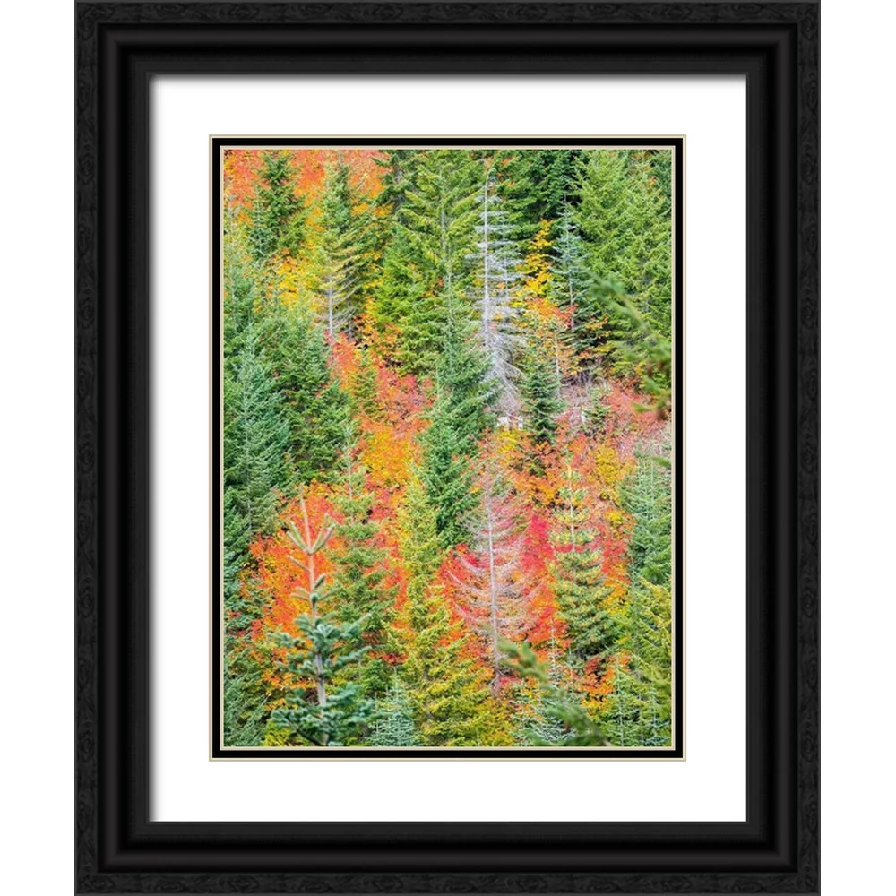 Gulin, Sylvia 25x32 Black Ornate Wood Framed with Double Matting Museum Art Print Titled - Stampede Pass-Washington State-Cascade Mountains with reds of Vine Maple trees