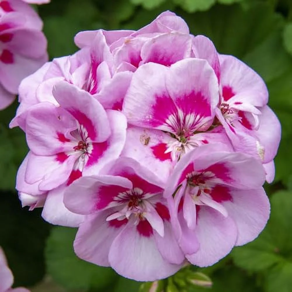 QAUZUY GARDEN 100 Wild Hardy Geranium Seeds Pink White Perennial Heirloom Flower Seed Striking Potted Home Garden Outdoor Flower Attract Pollinators Easy Grow