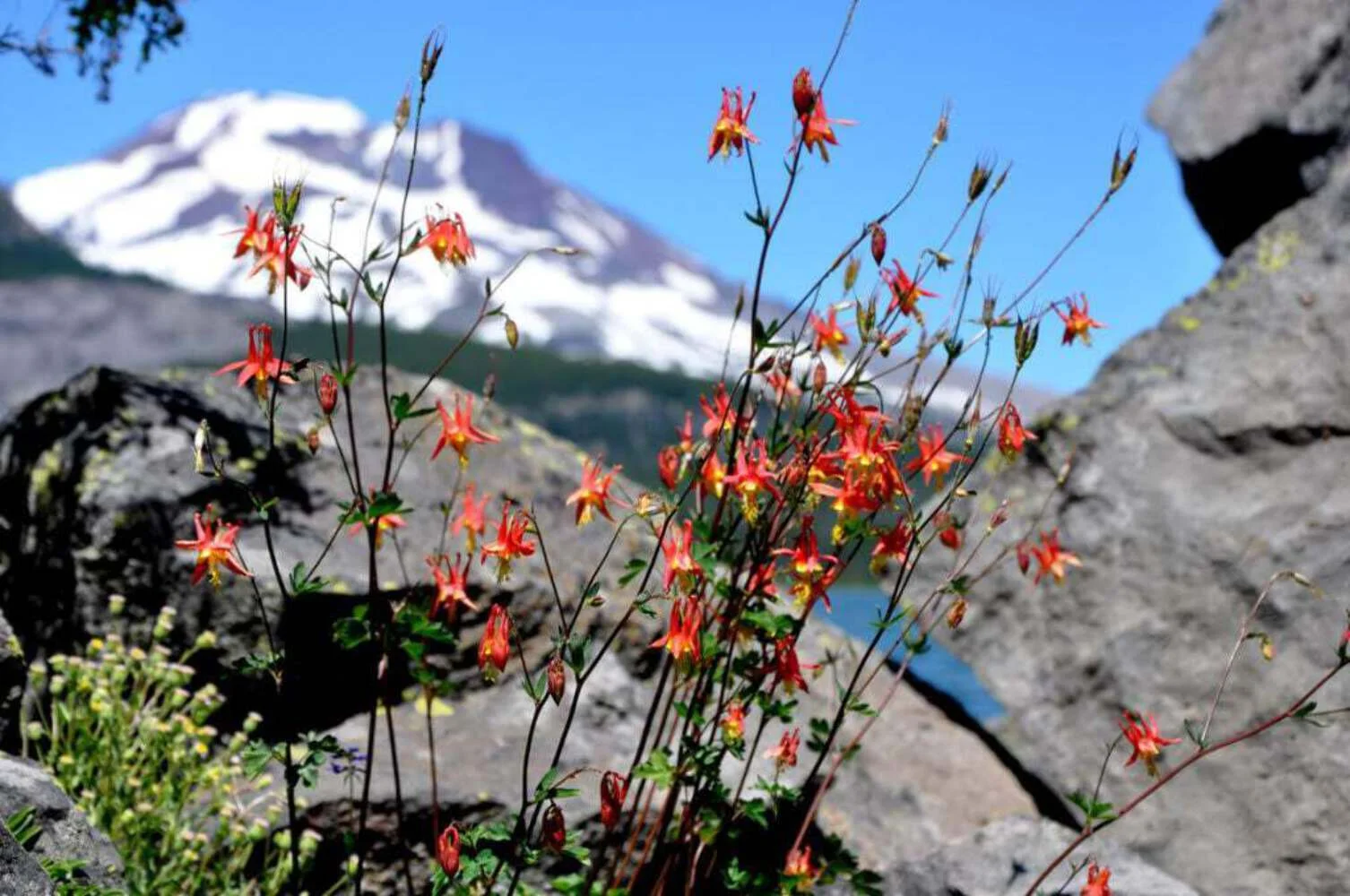 100 WILD/ CANADIAN COLUMBINE Aquilegia Canadensis Flower Seeds
