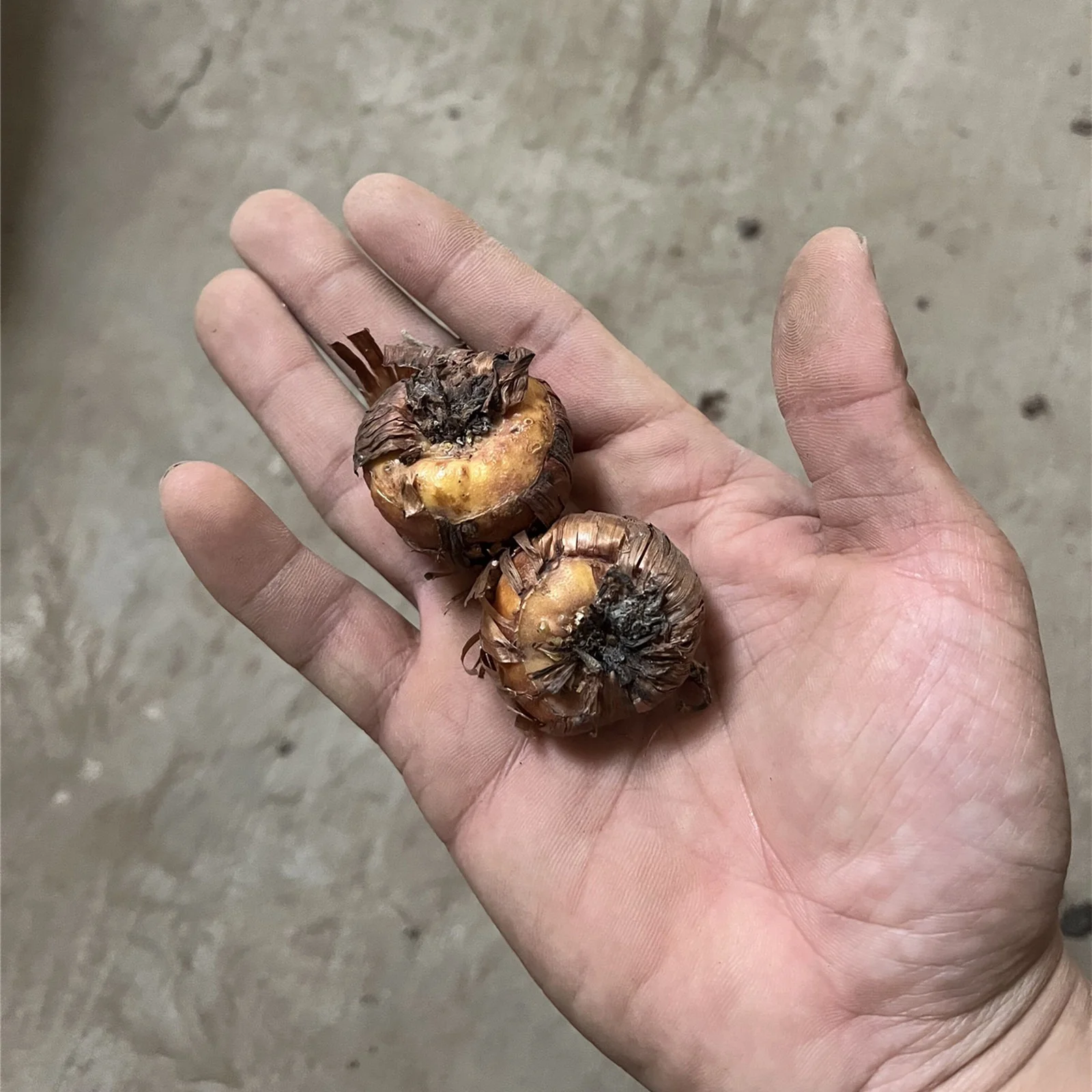 Gladiolus Bulbs, Rainbow Colors, Four-Season Planting, Gardening Enthusiasts, Gladiolus, Many Flowers,Gladiolus Plant，Gladiolus Bulbs For Sale