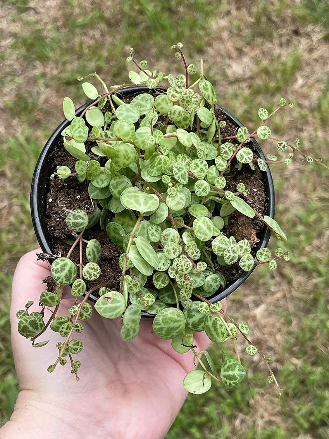 String of Turtles, Peperomia prostrata, Vining Plant, Live in a 4 inch Pot