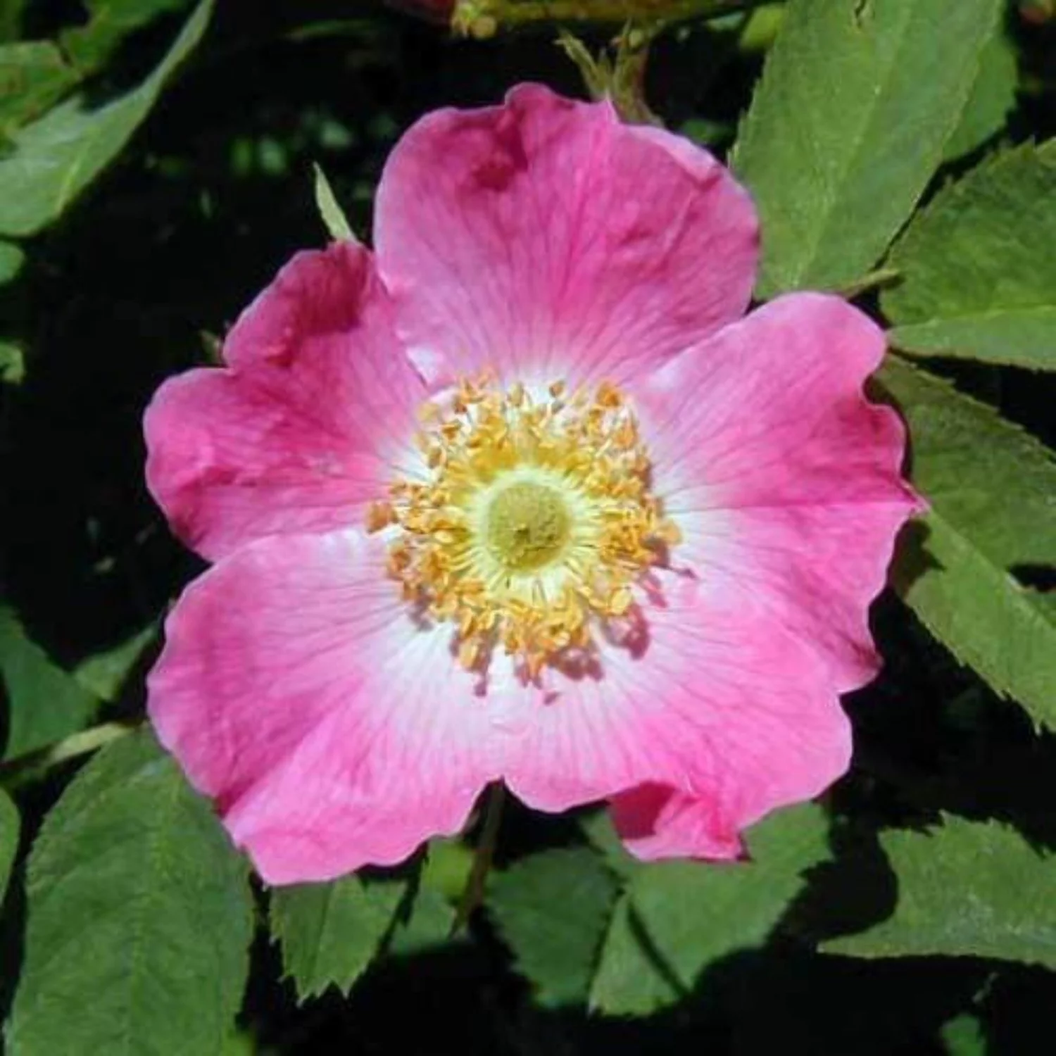 15 PRAIRIE ROSE Bright Pink Arkansas Rosa Arkansana Flower Seeds