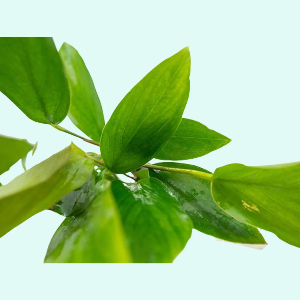 Anubias Hastifolia In 2