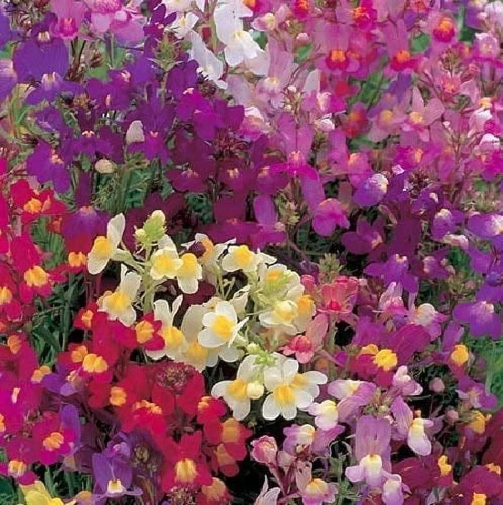 Toadflax Dwarf Fairy Mix Bouquet Flower Seeds, 5000 Seeds Per Packet, , Linaria Maroccana, Isla's Garden Seeds