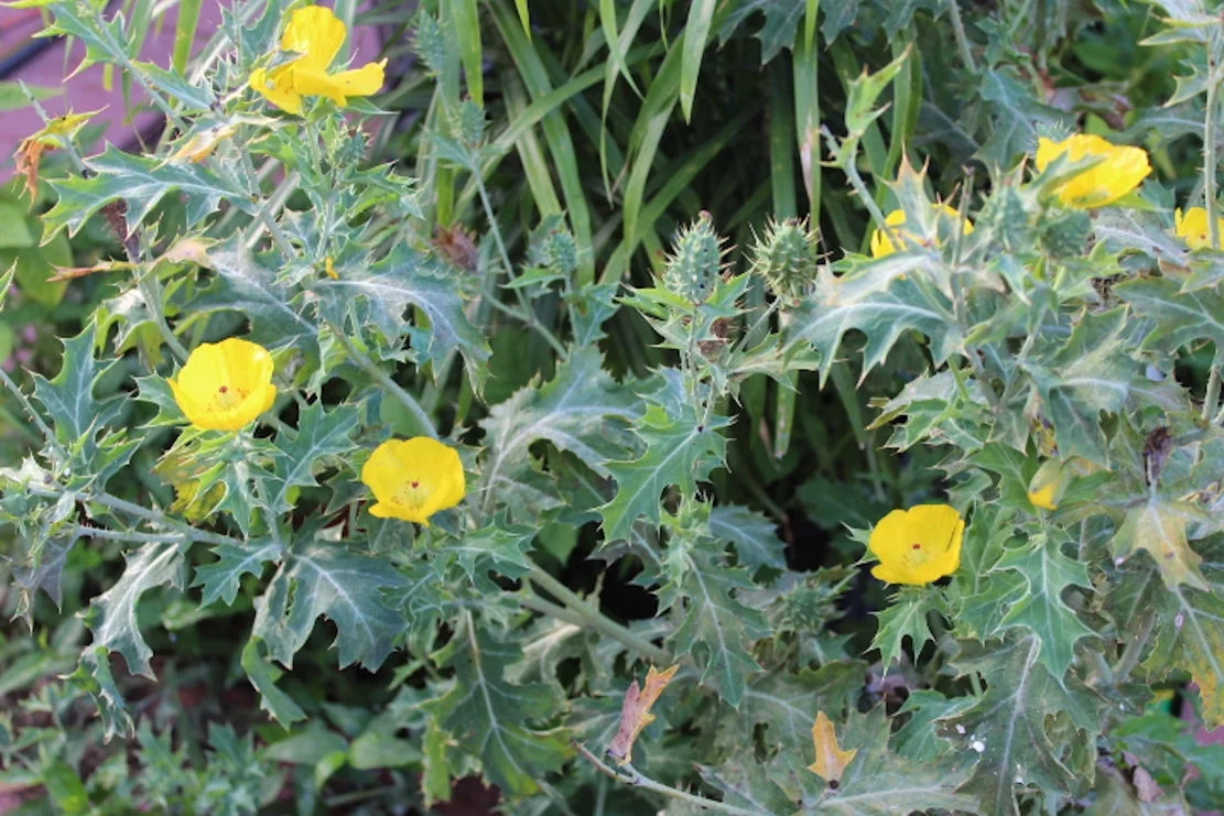 Flower Seeds- Prickly Poppy -100 Heirloom Seeds -Hardy Annual Wildflower- Attracts Butterflies - Container-Argemone mexicana- Clean Dry Seed- Serendipity Seeds