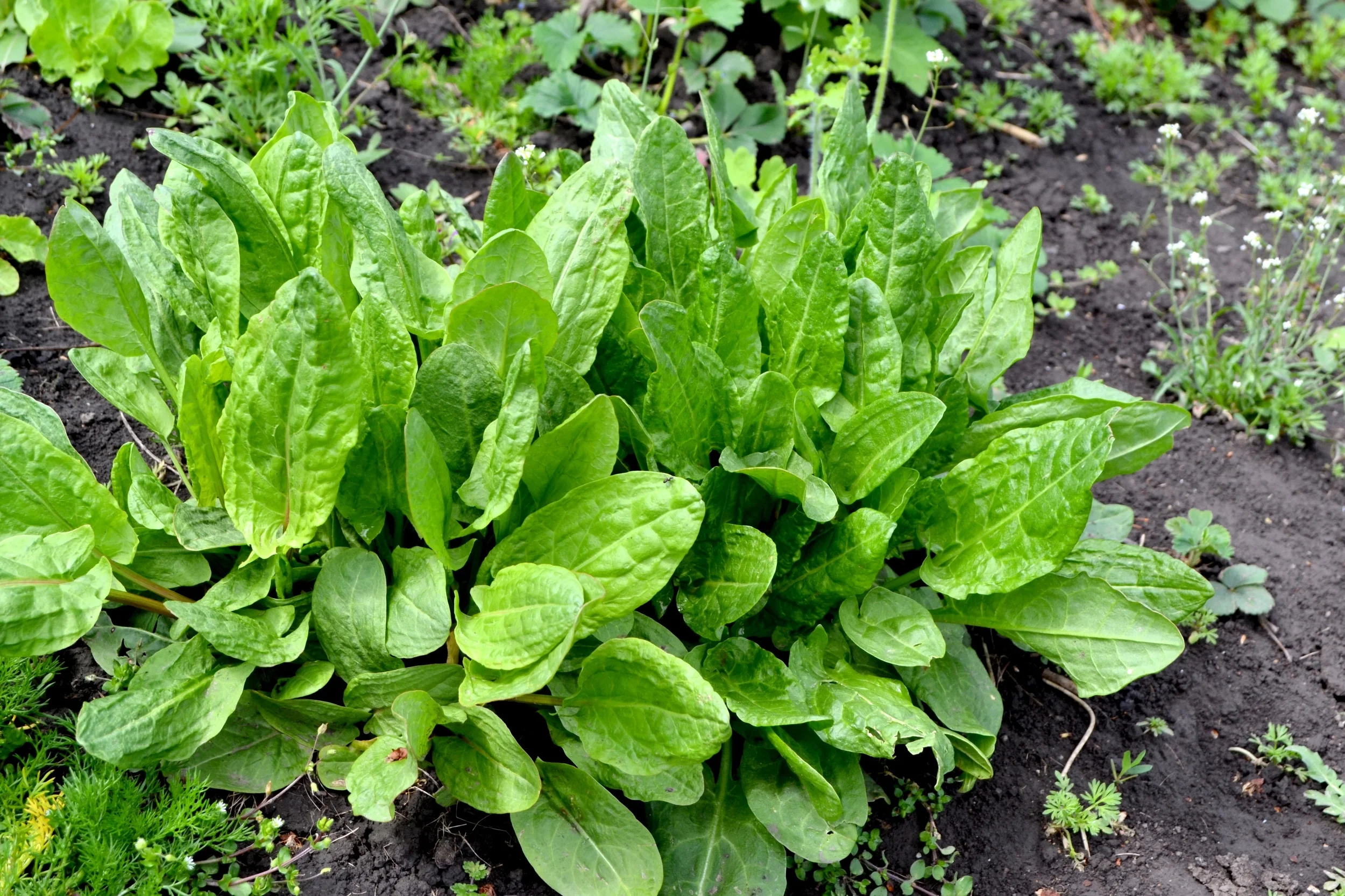 100 CURLY DOCK Yellow Dock Rumex Crispus Herb Yellow Flower Red Pod Seeds