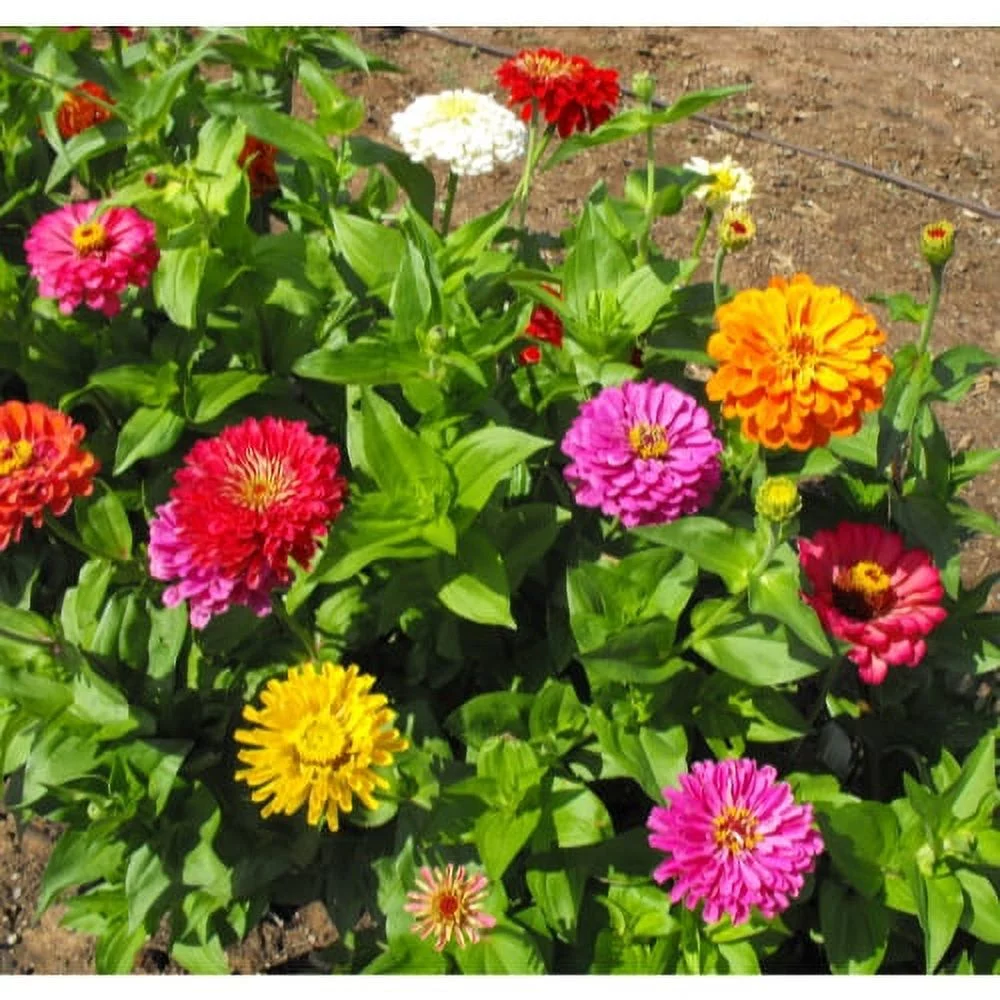 Zinnia California Giant Mix Nice Garden Flower By Seed Kingdom BULK 5,000 Seeds