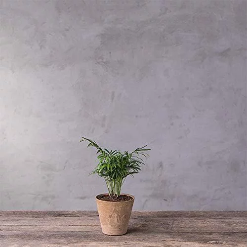 34063 Cali Round Planter, 6-Inch, Taupe