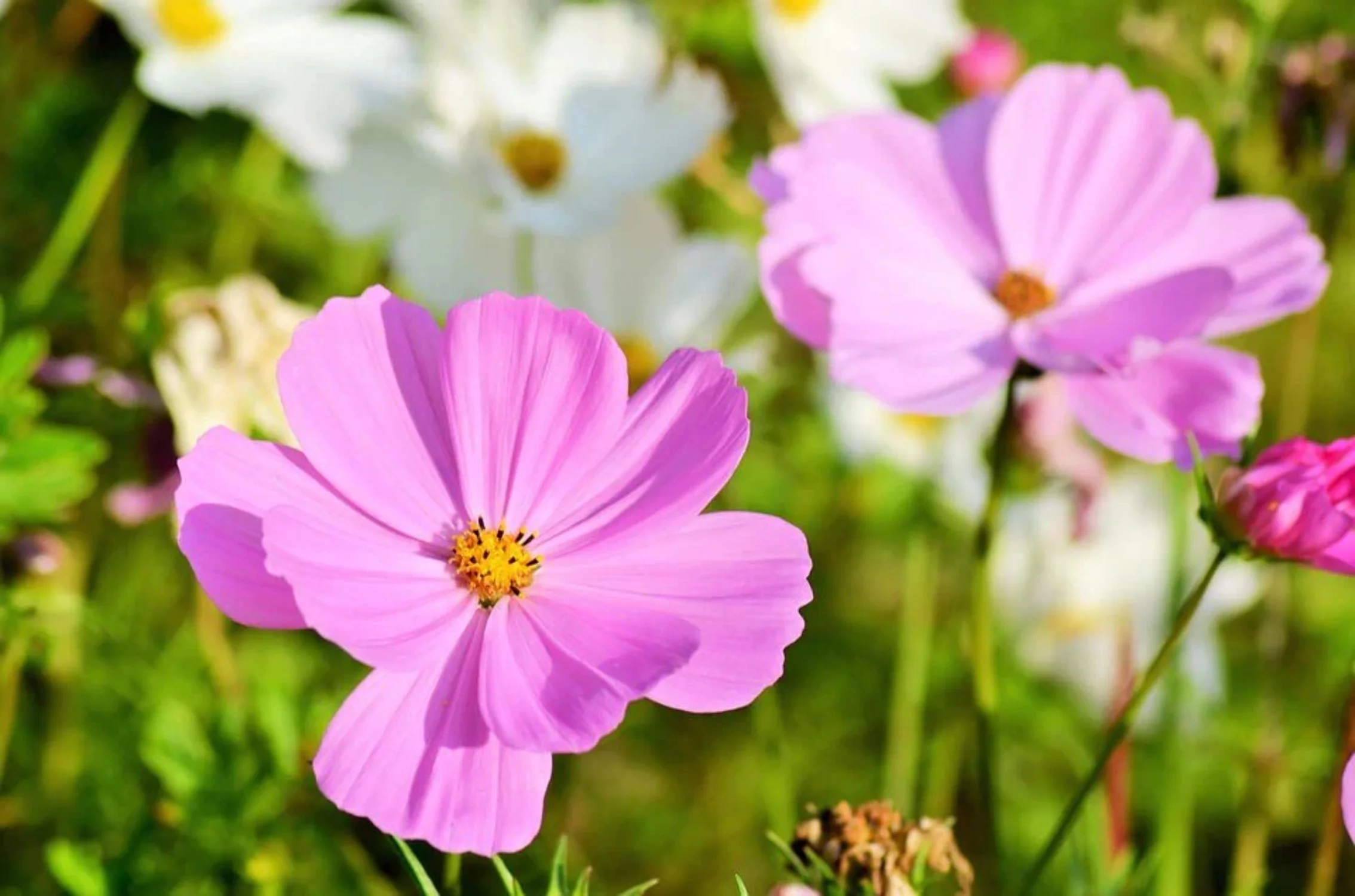 200 TALL PINK COSMOS Bipinnatus Flower Seeds
