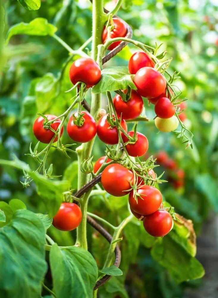 100 Super Sweet Cherry Tomato Seeds for Planting Made in USA