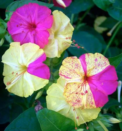 Mirabilis jalapa Broken Col | Four OClock | Marvel of Peru | 5_Seeds