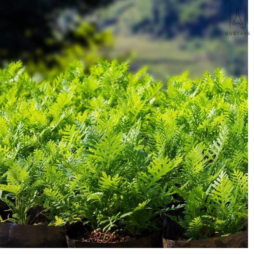 Gustave 4 Pack Grow Bags Fabric Pots Root Pouch with Handles Flower Vegetable Planting Container Breathable 10 Gallon PE Planter Bags