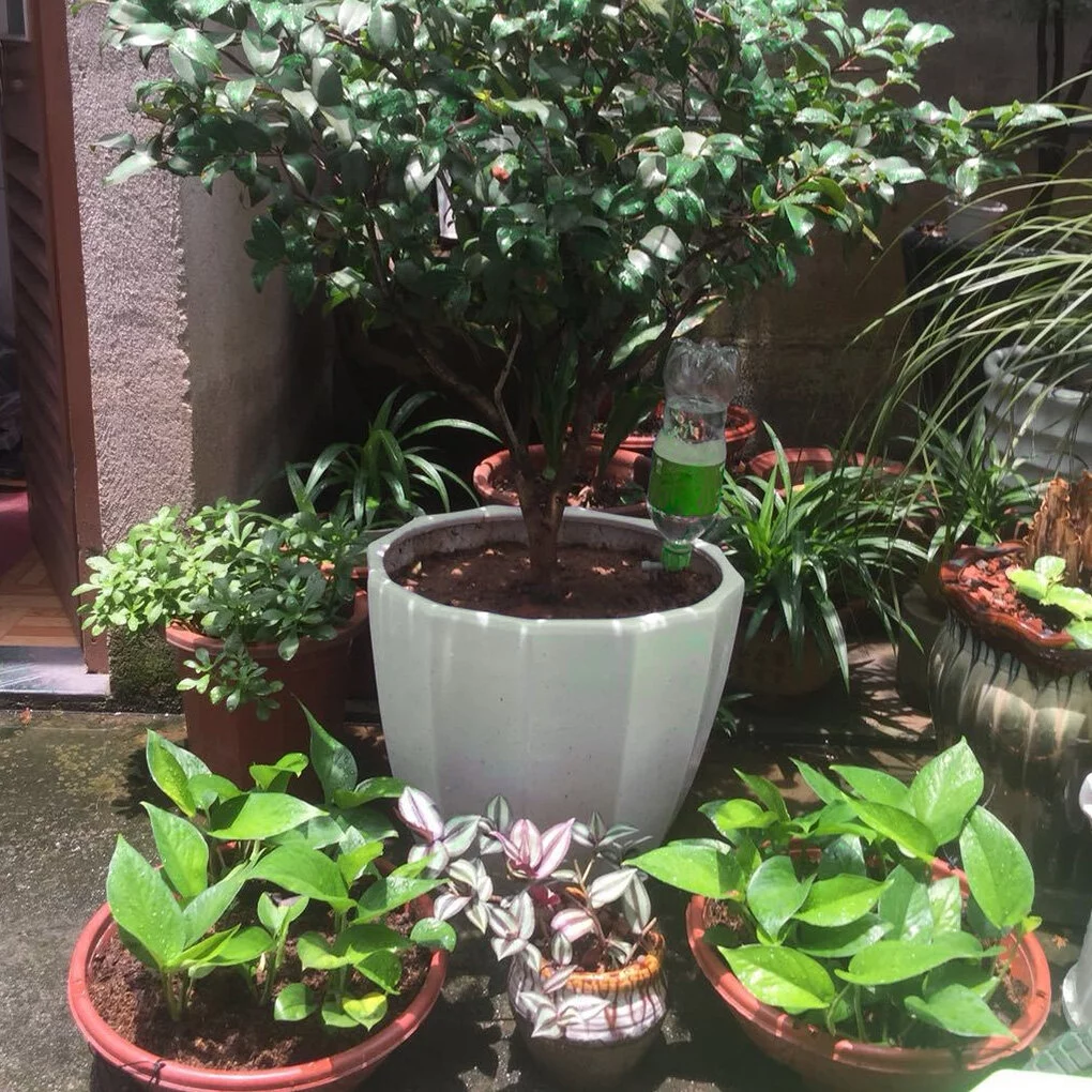 Automatic Watering Spikes Home Garden Flower Pot Self-watering Irrigation System Slow Release, 10pcs