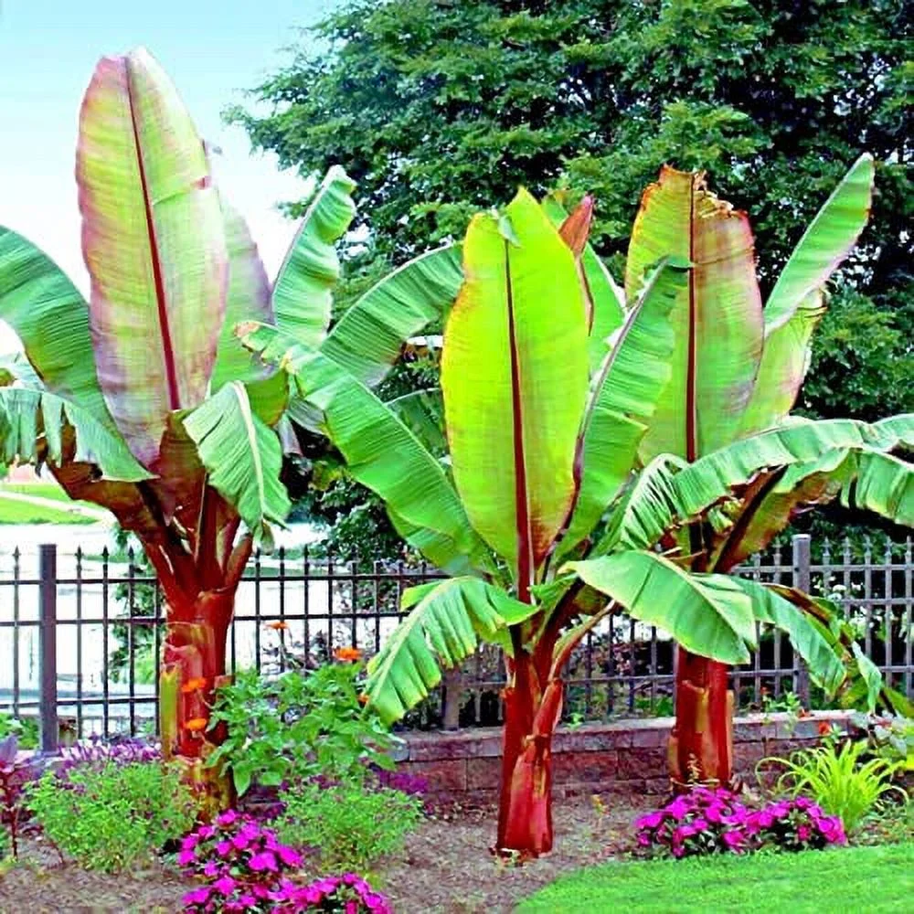 Abyssinian Banana Tree Seeds for Planting (5 Seeds) - Ensete ventricosum