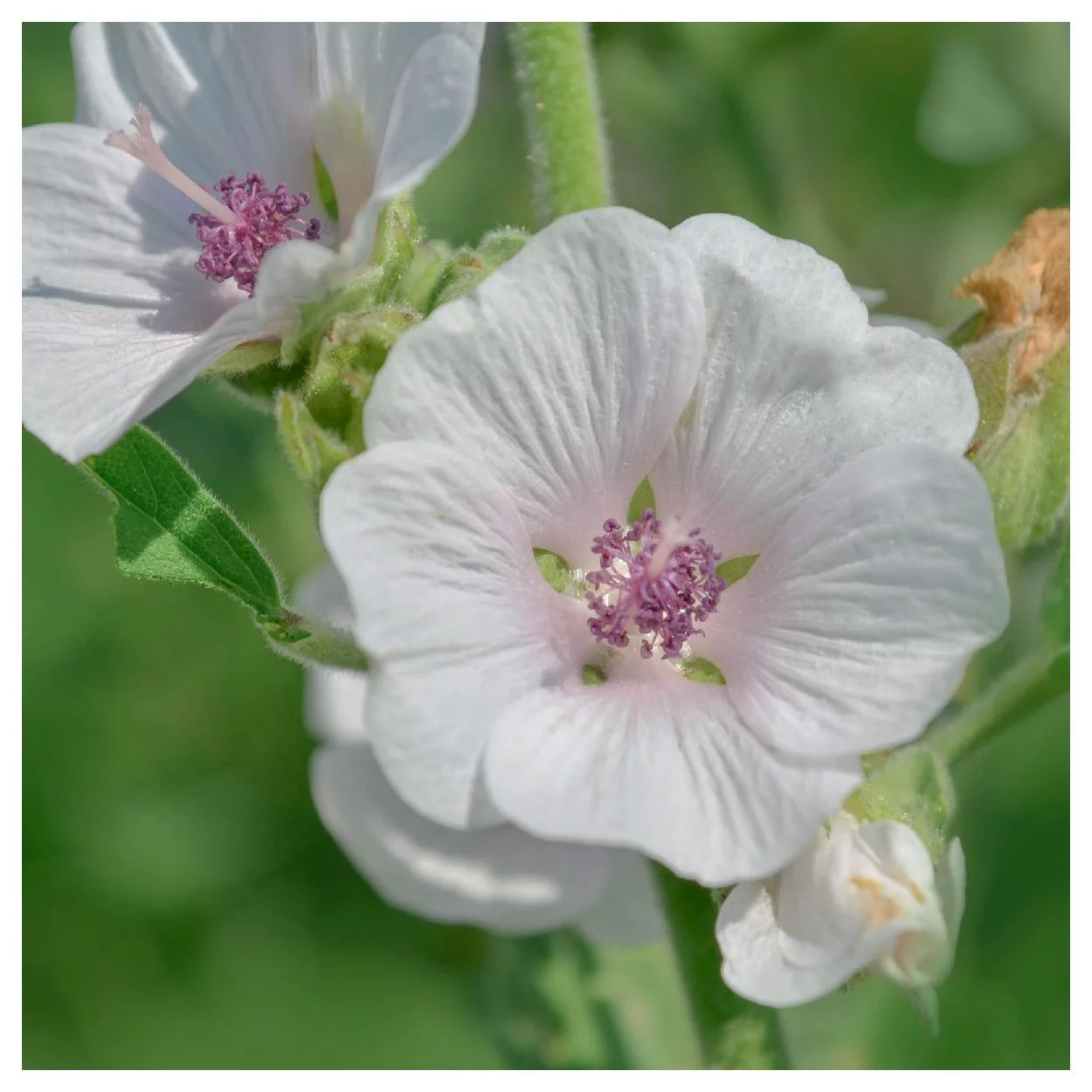 Everwilde Farms - 150 Marsh Mallow Garden Flower Seeds - Gold Vault Jumbo Bulk Seed Packet