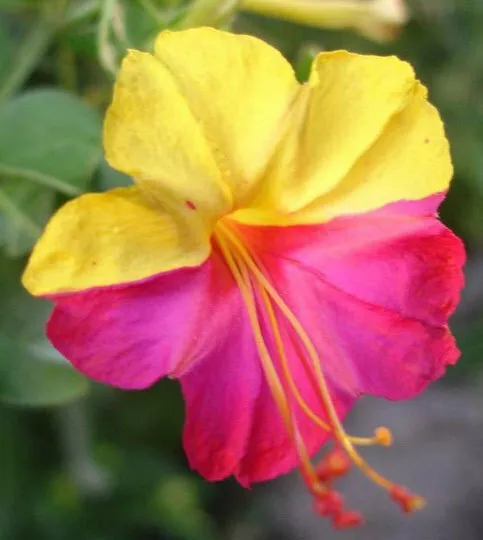 Mirabilis jalapa Broken Col | Four OClock | Marvel of Peru | 5_Seeds