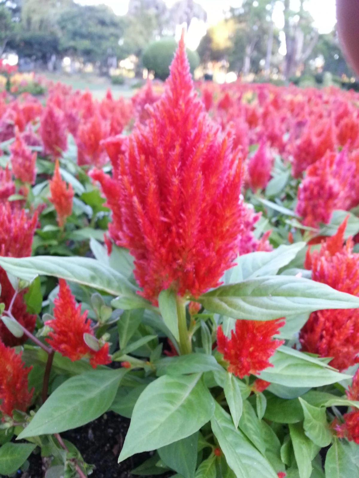 150 Mixed PAMPAS PLUMES COCKSCOMB Celosia Plumosa Flower Seeds