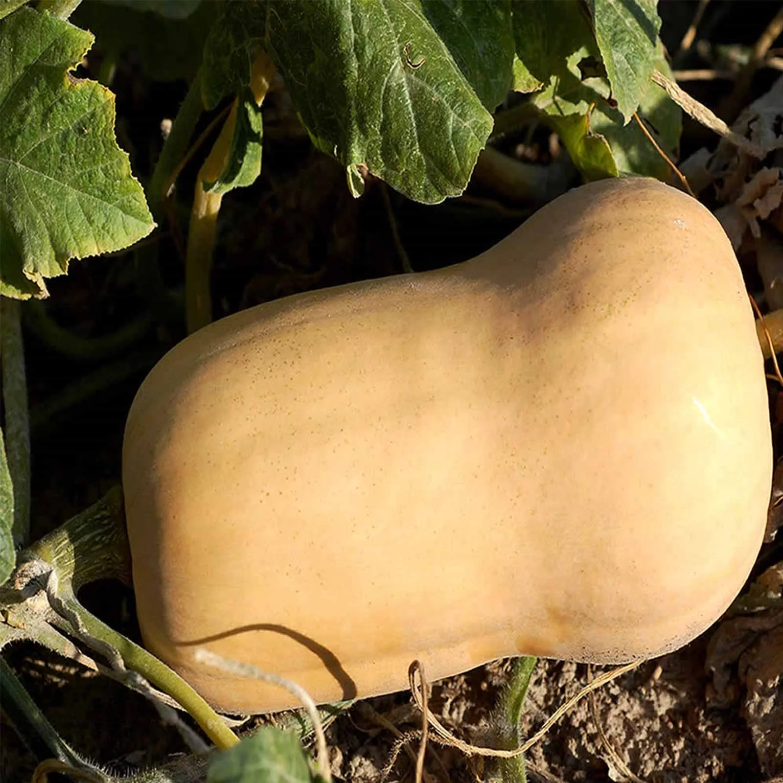 Waltham Butternut Winter Squash Garden Seeds - 1 Lbs - Heirloom, Non-GMO - Vegetable Gardening Seed - Butter Nut
