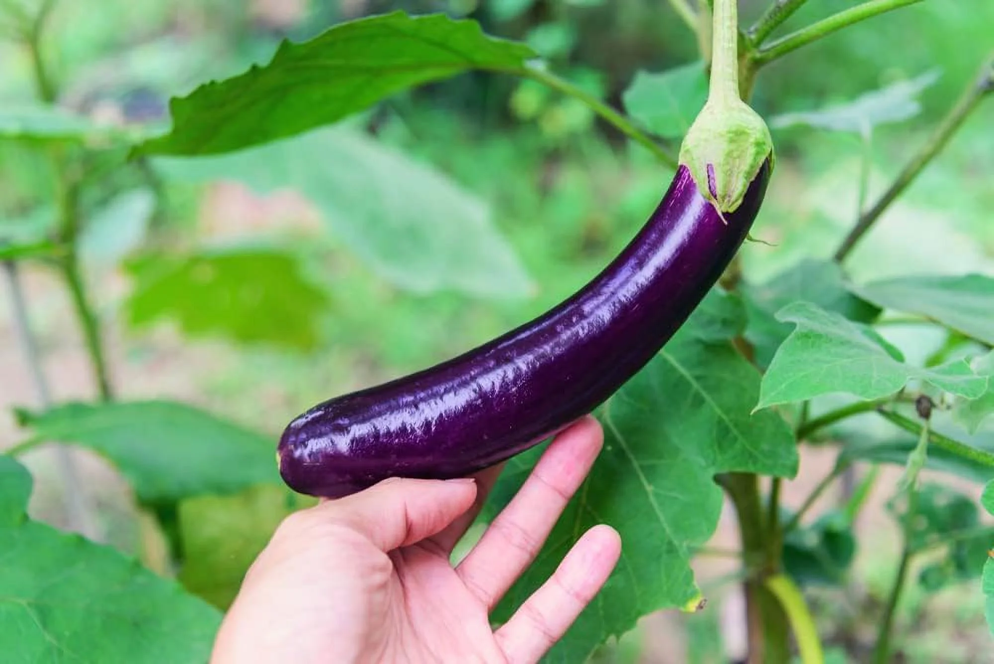 Long Purple Eggplant Seeds for Planting, 100+ Heirloom Seeds Per Packet,  Non GMO Seeds, Botanical Name: Solanum melongena, Great Home Garden Gift