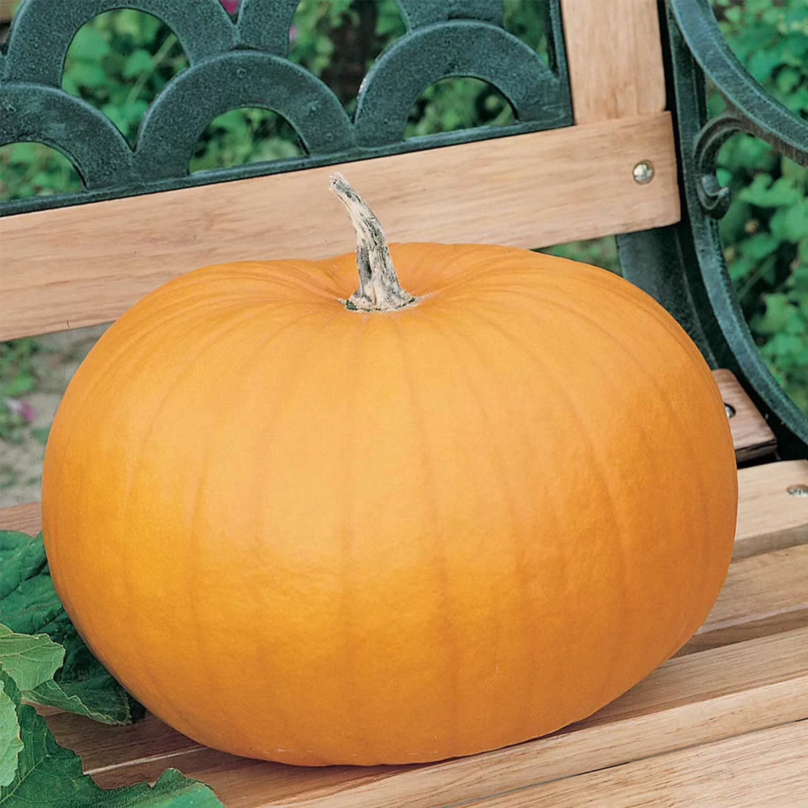 Pumpkin Garden Seeds - Connecticut Field Variety - 4 oz - Non-GMO and Heirloom Pumpkins - Deep Orange - Jack O'Lanterns Pumpkin