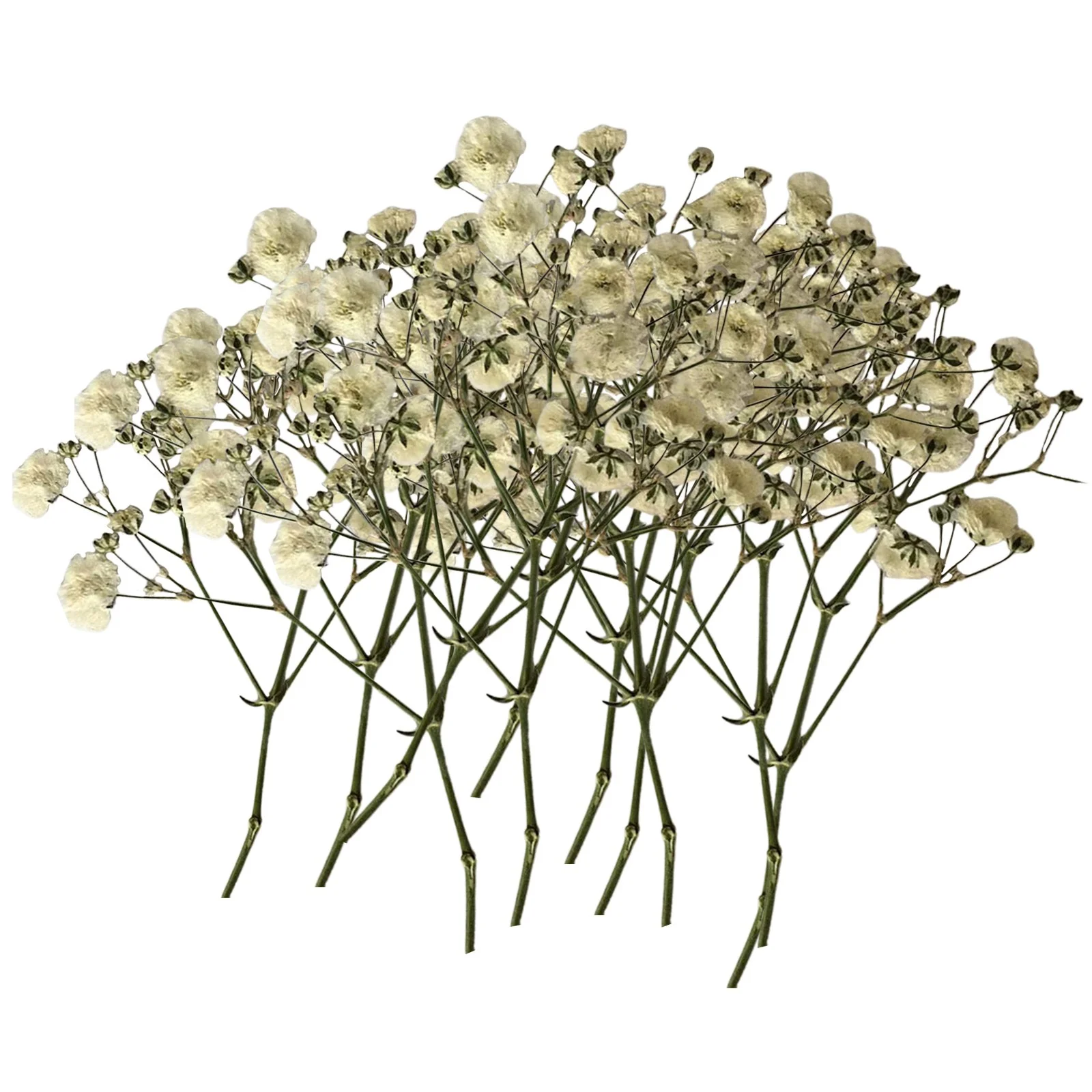 HALJEN Outdoor Artificial Flowers in Pots 100Pcs Bulk Dried Gypsophila Flowers for Pressing Craft Diy Materials for Bookmarks