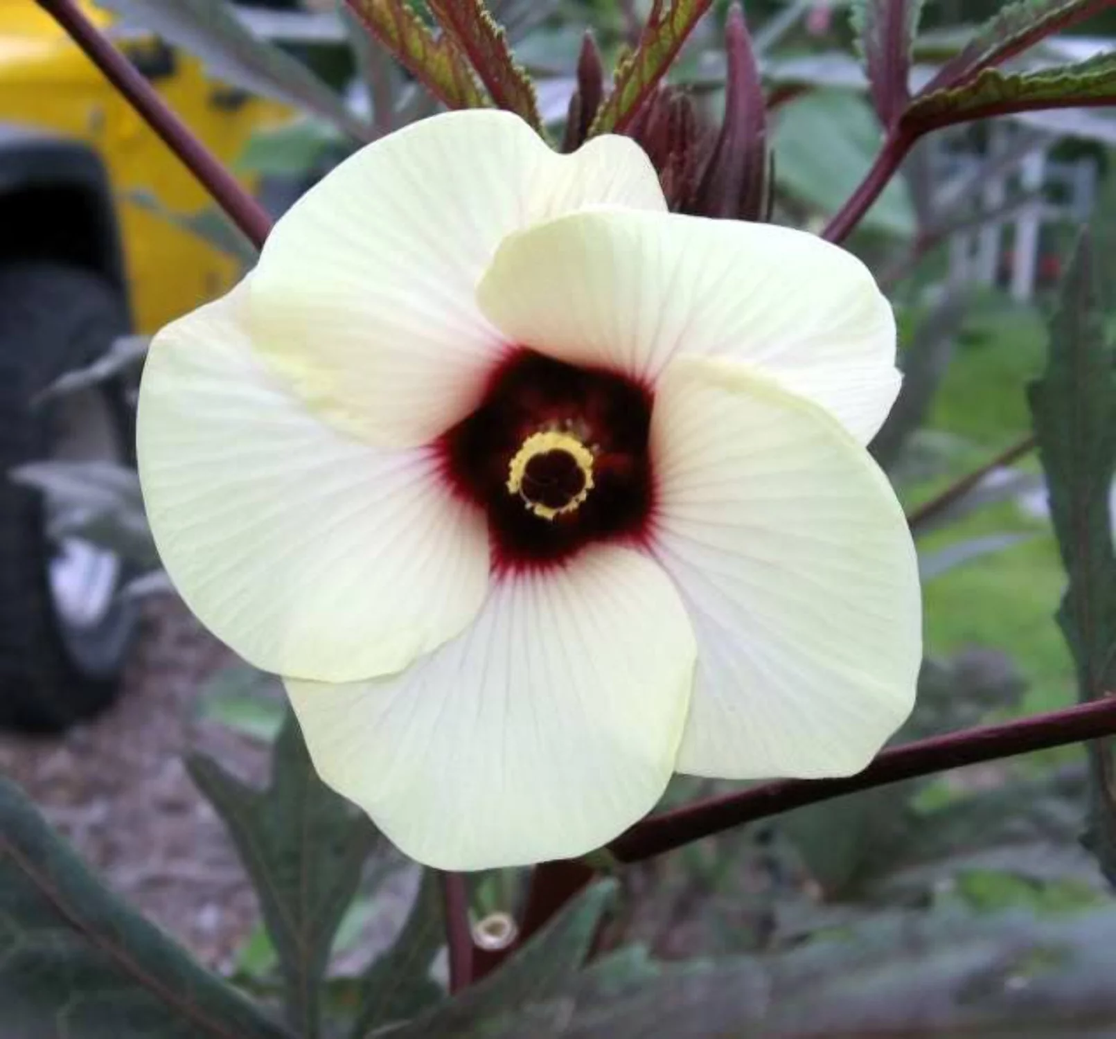 150 RED BURGUNDY OKRA Abelmoscgus Esculentus Vegetable Seeds