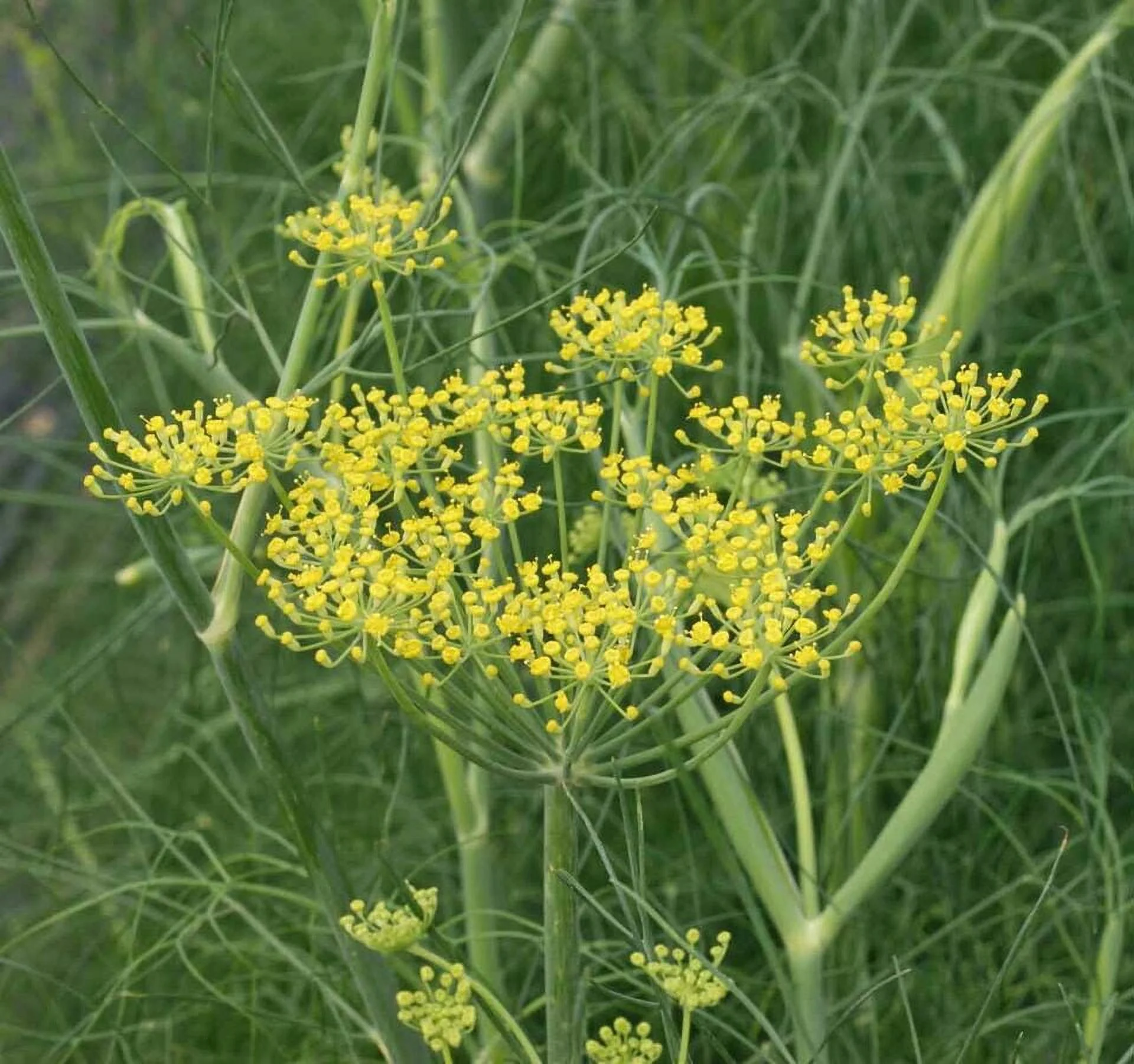 FENNEL 200 Seeds - Mother Nature's Seeds - Wildflower Seeds - Flower Seeds for Planting - Non-GMO