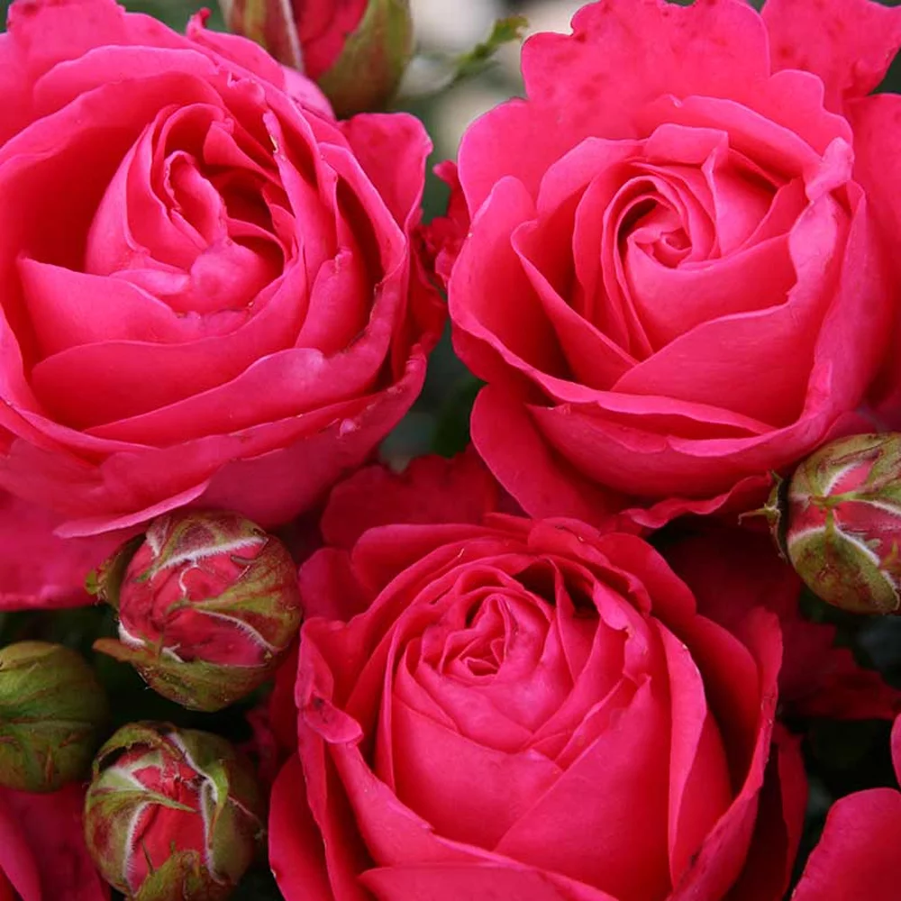 Heirloom Roses Rose Plant - The Eleganza® Fiji Rose Bush , Live Hybrid Tea Plants For Outdoors , One Gallon Own Root Bushes For Planting , Potted Outdoor Cherry Red Pink Flowers