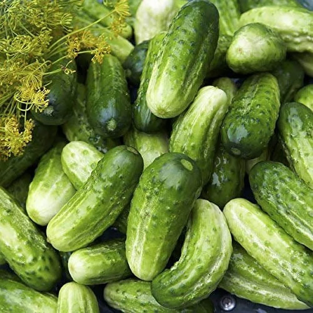 Boston Pickling Cucumber Seeds, 100 Heirloom Seeds Per Packet, Non GMO Seeds, Isla's Garden Seeds