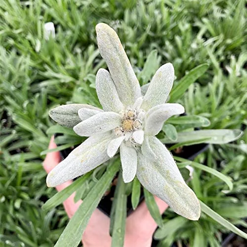 QAUZUY GARDEN 300 White Edelweiss Seeds (Leontopodium alpinu) - Hardy Cold Perennial Flower & Attract Pollinators - Great in Splendid High-End Bouquets Cut Flower Arrangement