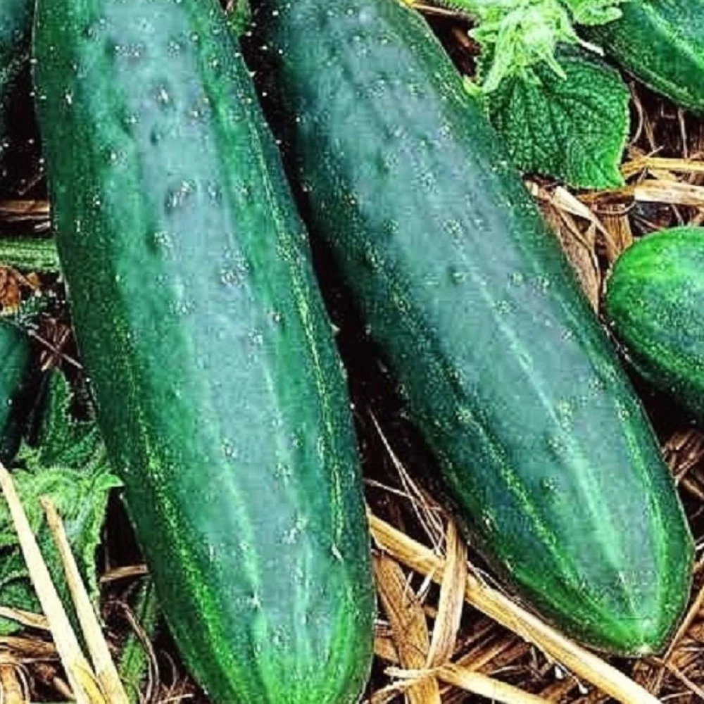 50 Spacemaster 80 Cucumber Seeds | NON-GMO | Fresh Heirloom Garden Seeds