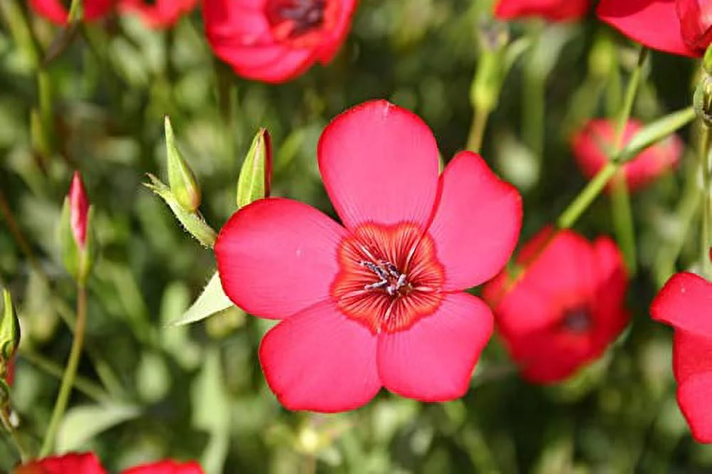 Flax Scarlet Flower Seeds,150 Heirloom Flower Seeds Per Packet, Non GMO Seeds, Linum Grandiflorum