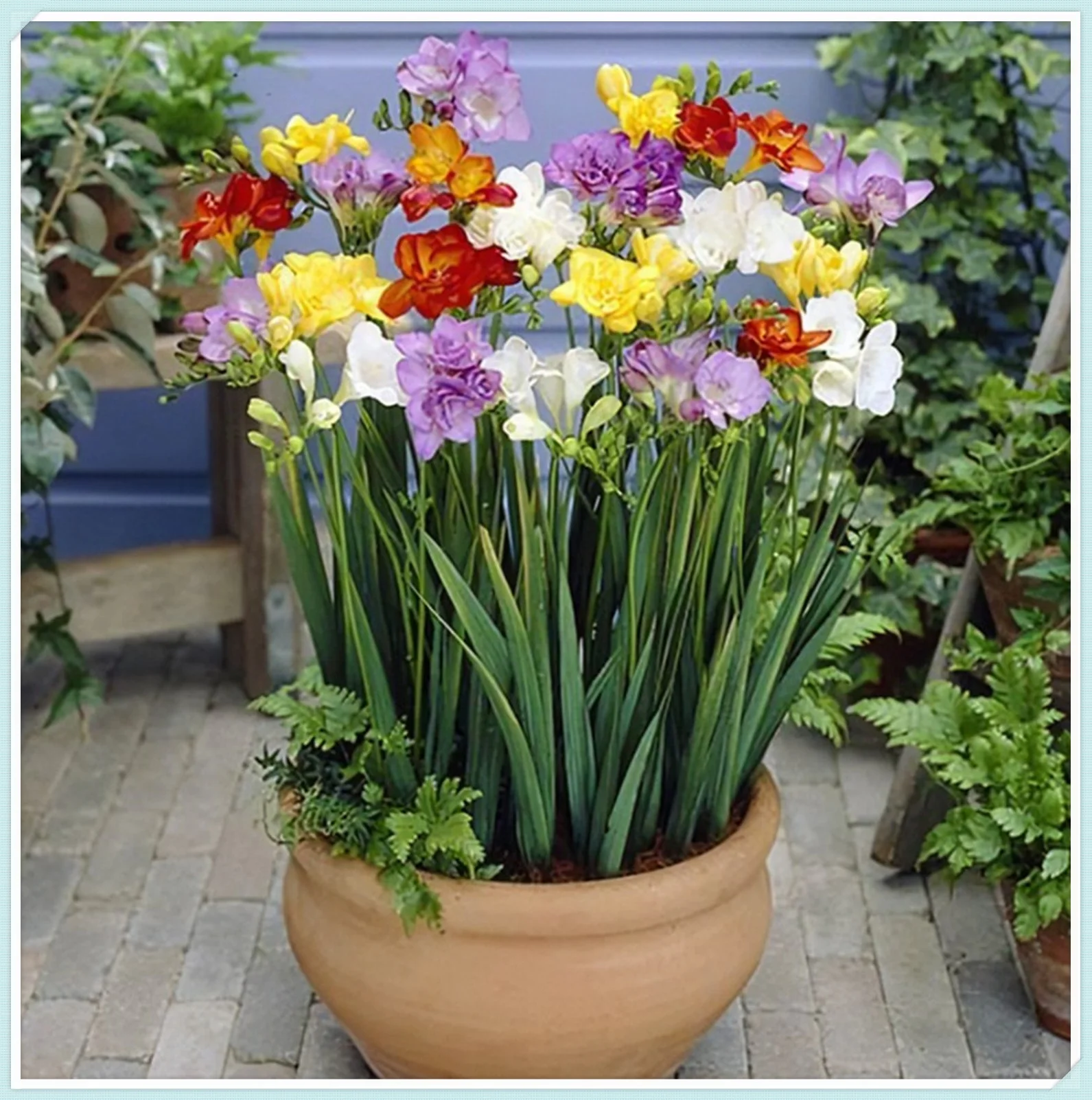 Freesia Bulbs For Planting Freesia Bulbs Fragrant Freesia Bulbs Double Freesia Flowers Real Freesia Potted Plant Freesia Plant Live