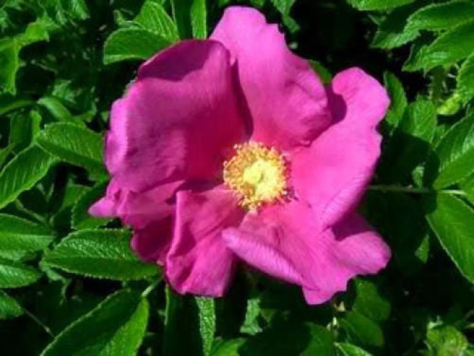 15 PRAIRIE ROSE Bright Pink Arkansas Rosa Arkansana Flower Seeds