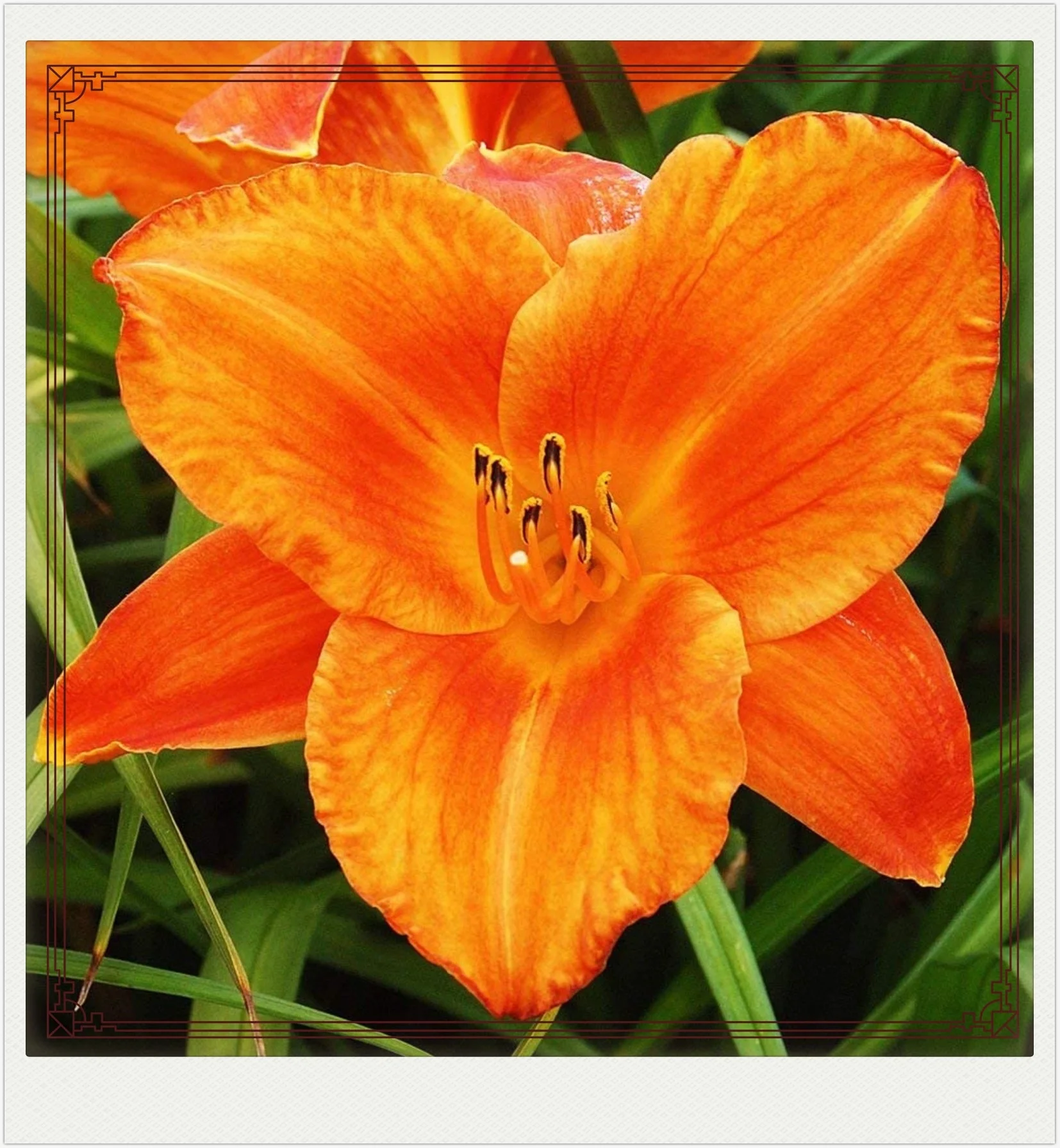 Daylily Roots Daylily Bulbs For Sale Daylily Bulbs Daylily Plants Daylily Bulbs For Planting Perennial Bonsai Plant Hardy Perennial