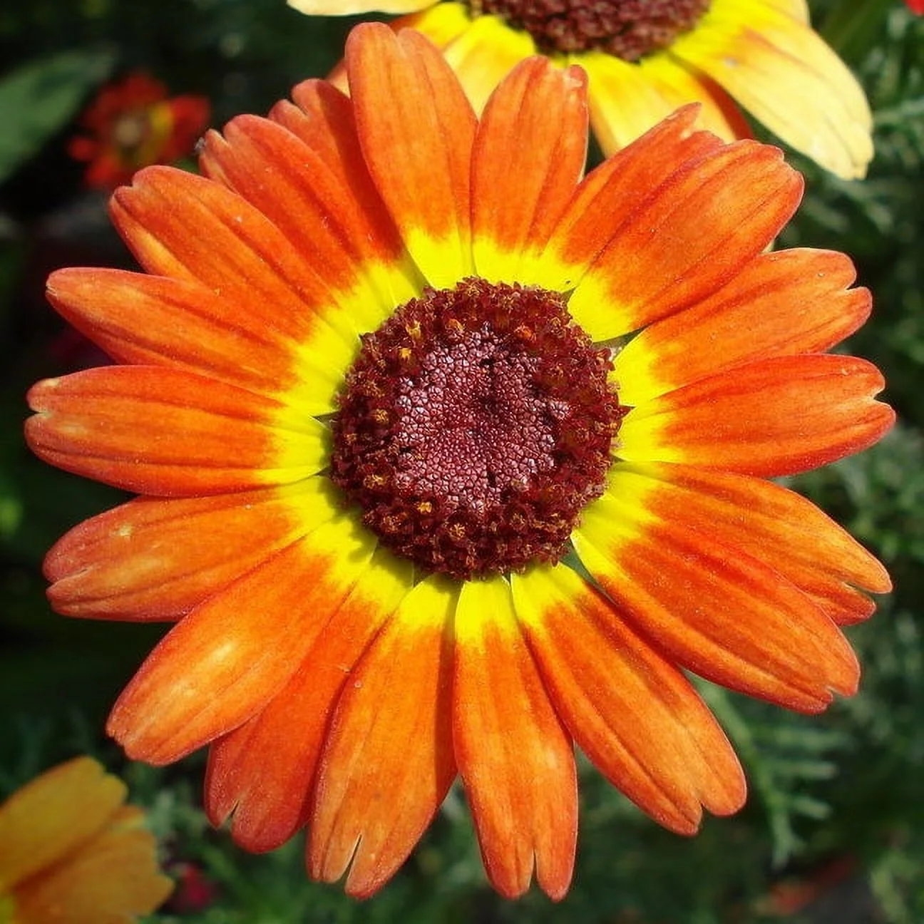 Daisy Seeds - German Flag - Packet - Red/Yellow/Black Flower Seeds,  Heirloom Seed  Attracts Bees, Attracts Butterflies, Attracts Pollinators, Easy to Grow & Maintain, Extended Bloom Time, Fast