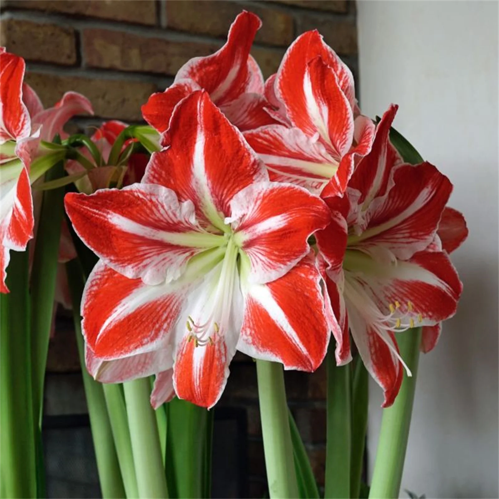 Amaryllis Bulbs, Are A Excellent Choice For Gardeners, Beautiful Large Flowers,Amaryllis Bulbs For Plant, Bright Flowers,Bright Bulbs, Perennial, Garden Single Flower, Amaryllis Plant,Amaryllis Bulbs,