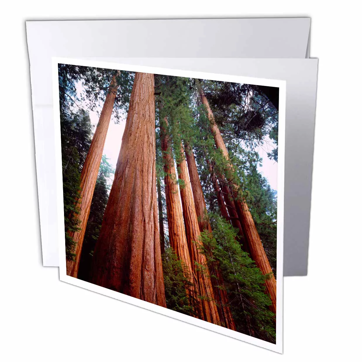 , Sierra Nevada. Sequoia Redwood trees in the Sierra. 6 Greeting Cards with envelopes gc-208621-1