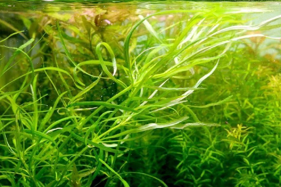 Pogostemon Stellatus Narrowleaf (Bunch 3-5 Stems) Live Aquarium Plants