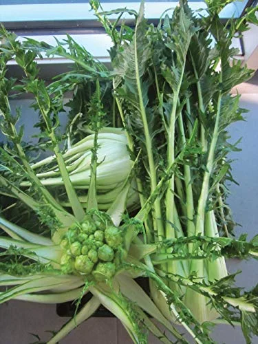 Salerno Seeds Chicory Cicoria Puntarelle Di Galatina 7 Grams Made in Italy Italian Non-GMO
