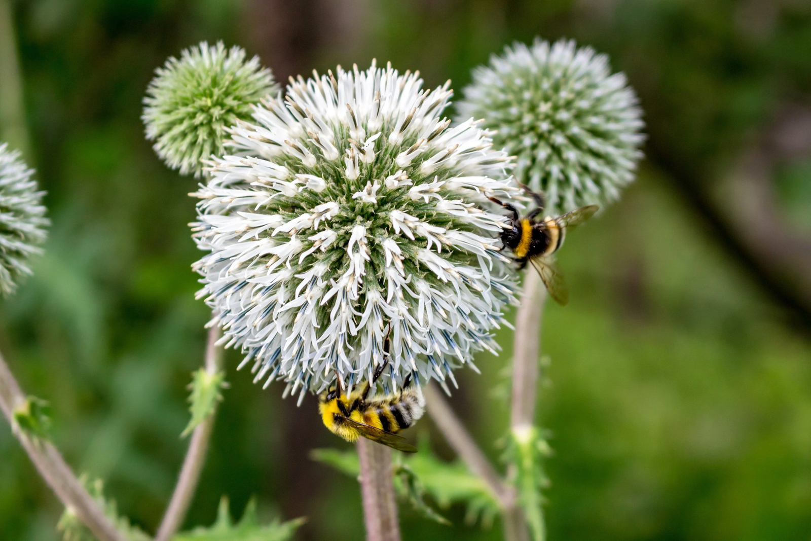 20 Silver GIANT GLOBE THISTLE Echinops Sphaeephalus Silver White Flower Seeds