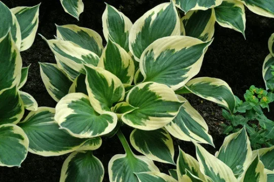 3 Patriot Hosta Bareroot Plants