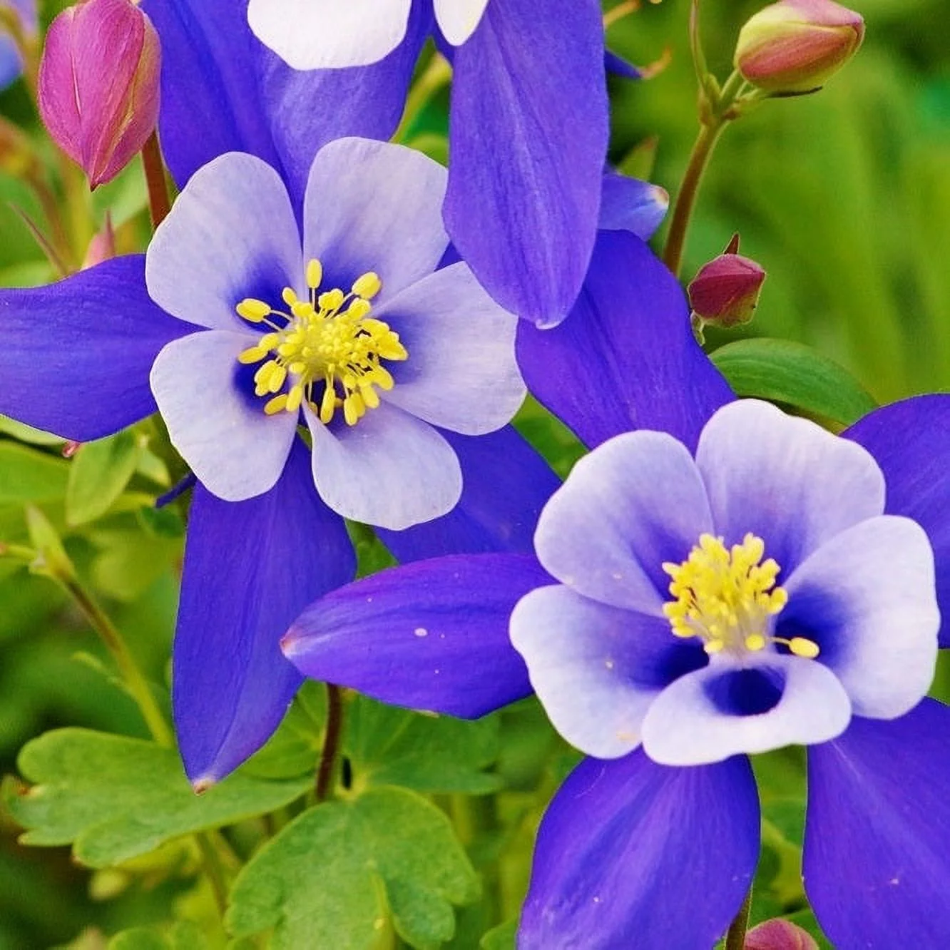 Columbine Seeds - Blue Star - 1/4 Pound - Blue/White Flower Seeds,  Heirloom Seed  Attracts Bees, Attracts Butterflies, Attracts Hummingbirds, Attracts Pollinators, Extended Bloom Time, Container