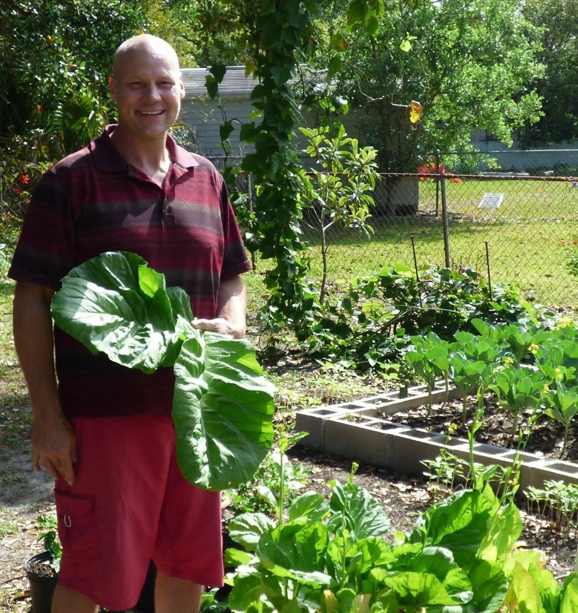 Florida Broadleaf Mustard/ Annual/ Full Sun/ 2800 Seeds 1/4 oz/ Zellajake Farm and Garden - B306