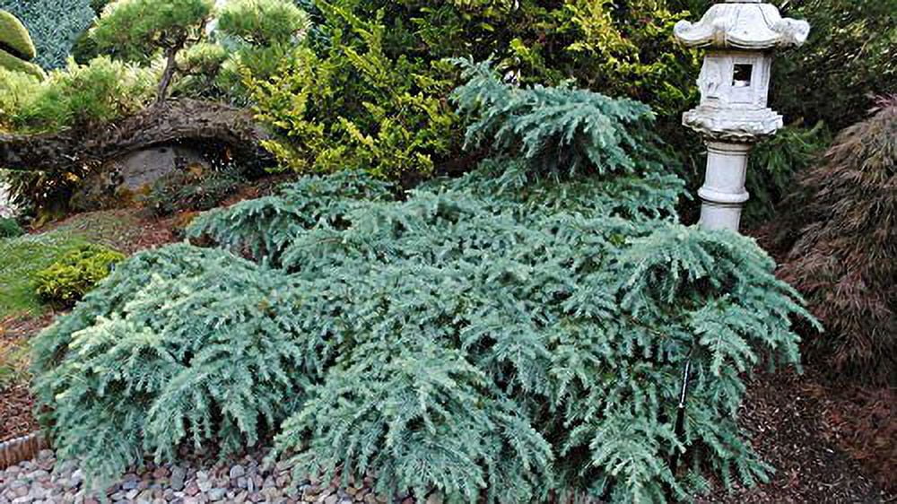 Prostrate Beauty - A Groundcover Himalayan Cedar - 1 Year Live Plant